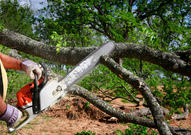 The Steps Involved in Our Tree Care Process in Luxora, AR